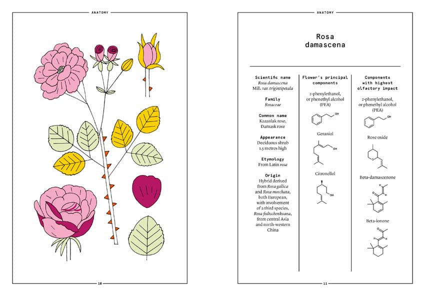 Damask Rose in Perfumery -Collective