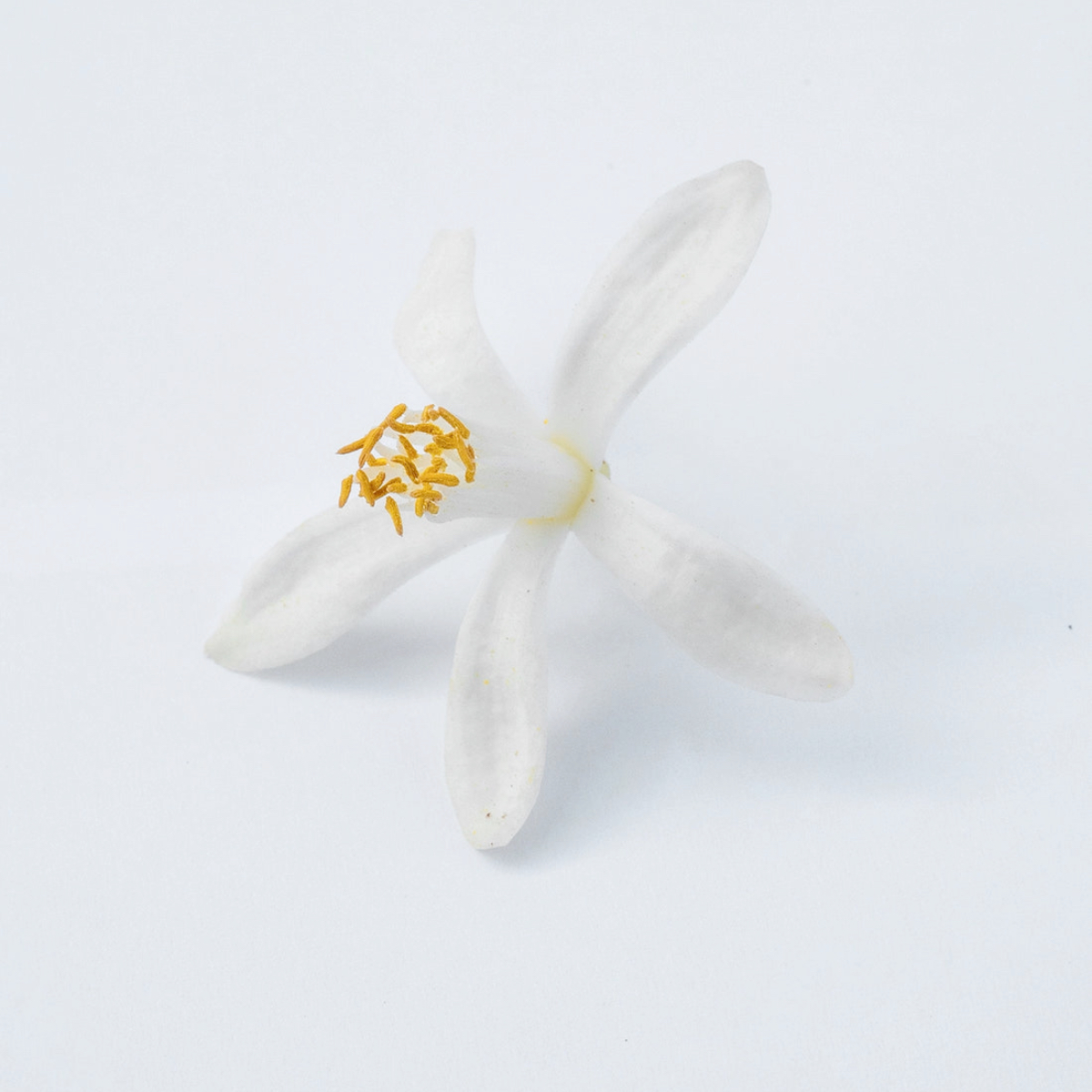 Neroli Oranger Hand and Body Wash