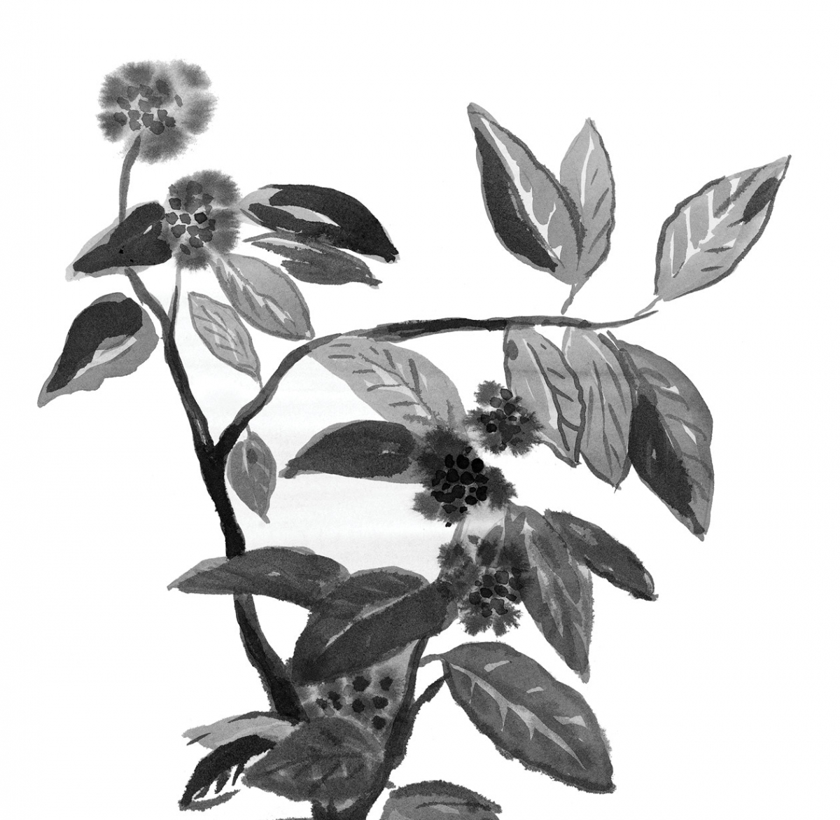 Bois de Santal