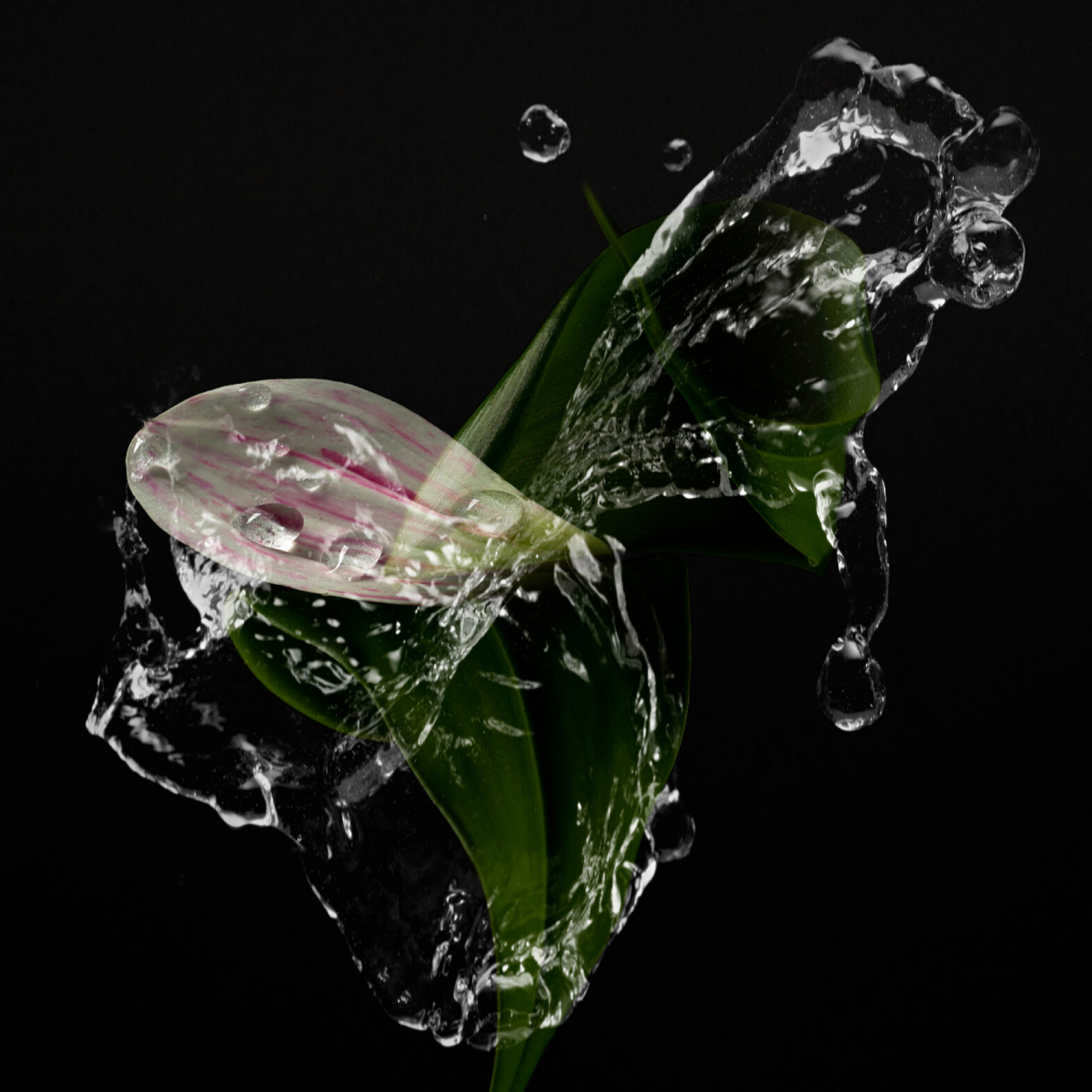 Alinea Collection EDP Semper Augustus 50 ml