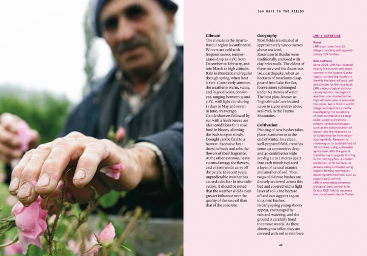 Damask Rose in Perfumery - Collective i gruppen Böcker/Tidskrift hos COW parfymeri AB (100647)