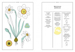 The Narcissus in Perfumery The Narcissus in Perfumery