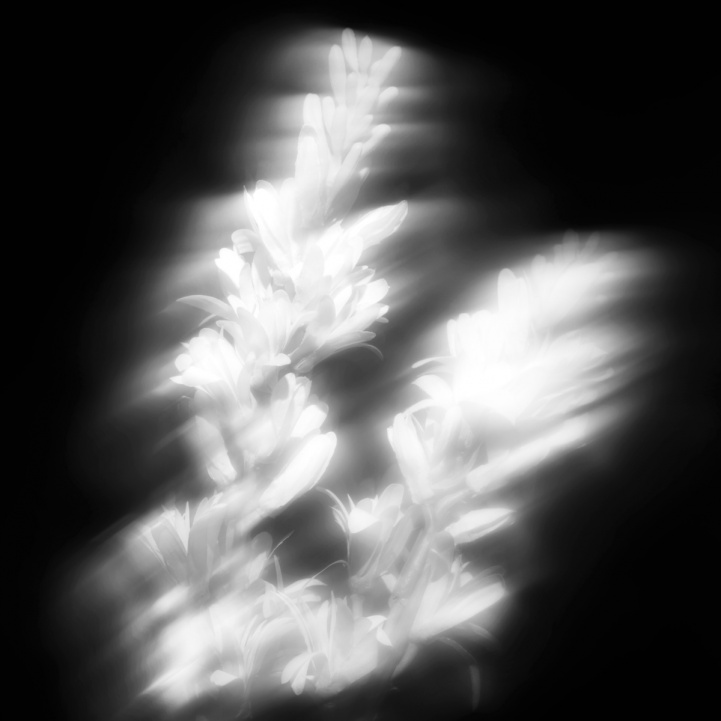 Tubéreuse Astrale in the group Fragrance / Perfume at COW parfymeri AB (101401)