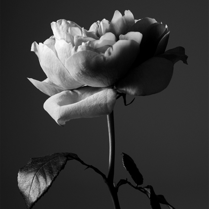 Portrait of a Lady-15th Aniversary i gruppen Doft / Parfym hos COW parfymeri AB (101630)