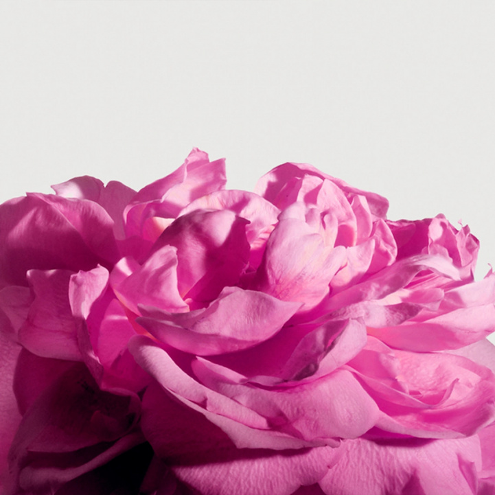 Radical Rose Extrait de Parfum 50 ml in the group Fragrance / Perfume at COW parfymeri AB (101928)