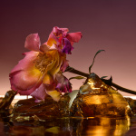 Rose Blaze Rose Blaze