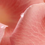 Musc Nurasana, Extrait de parfum