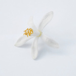 Neroli Oranger Hand and Body Wash