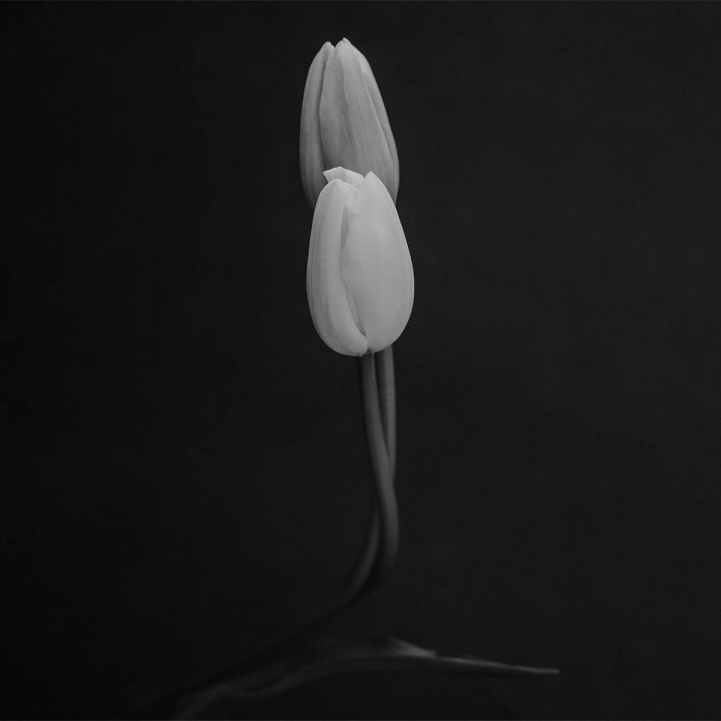 SEMENCE DOUCE i gruppen Doft / Parfym hos COW parfymeri AB (102047)