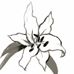 Casablanca Lily