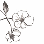 Rosa Rugosa Rosa Rugosa