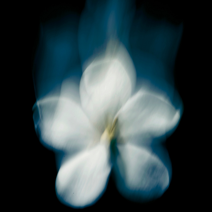 Patchouli Magnetik in the group Fragrance / Perfume at COW parfymeri AB (MC014050)