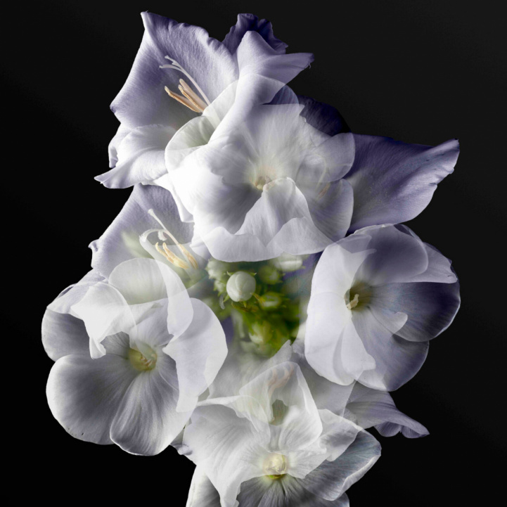 Sainte Blanche in the group Fragrance / Perfume / Alinea Collection at COW parfymeri AB (Sainte)