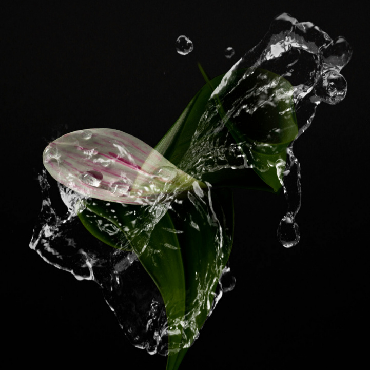 Semper Augustus in the group Fragrance / Perfume at COW parfymeri AB (Semper)